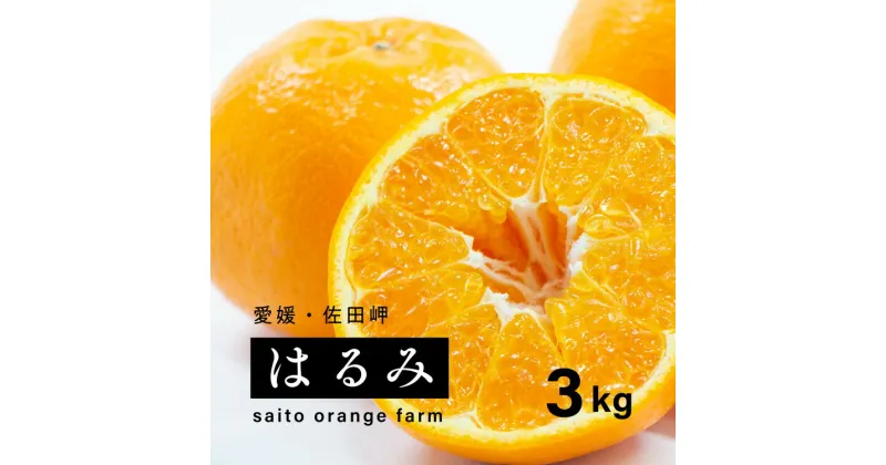 【ふるさと納税】【先行予約】Saito Orange Farmのはるみ3kg ｜ 柑橘 みかん ミカン フルーツ 果物 愛媛　※離島への配送不可　※2025年2月中旬頃より順次発送予定