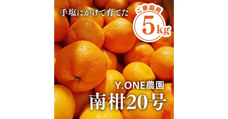 【ふるさと納税】【先行受付】【数量限定】【家庭用】南柑20号（生果）5kg｜柑橘 みかん 温州みかん ミカン 蜜柑 果物 フルーツ 愛媛県産 ※2024年12月上旬頃より順次発送予定