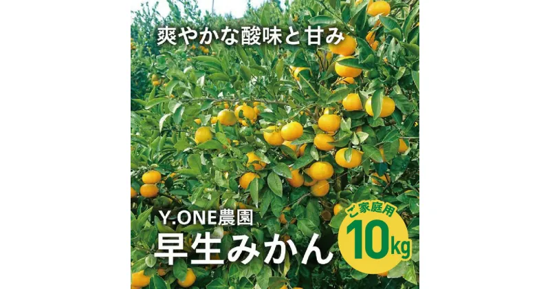 【ふるさと納税】【先行受付】【数量限定】【家庭用】早生みかん（生果）10kg｜柑橘 みかん 温州みかん ミカン 蜜柑 果物 フルーツ 愛媛県産 ※2024年11月上旬～12月上旬頃に順次発送予定