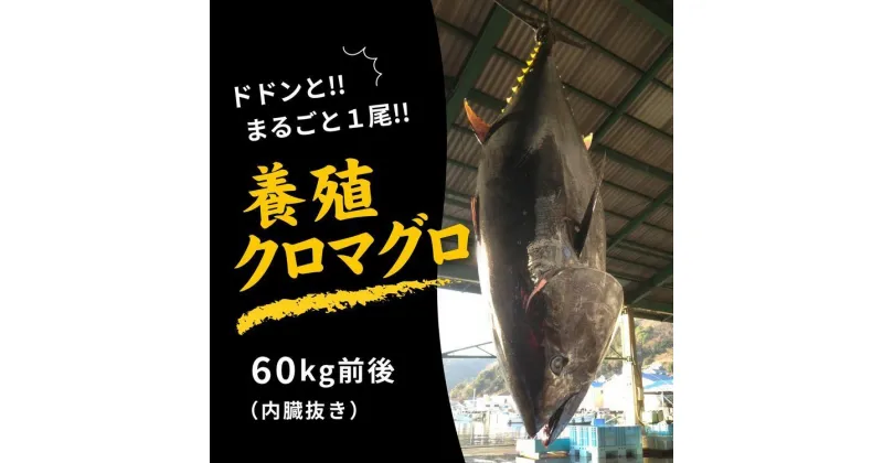 【ふるさと納税】久良のクロマグロ　丸ごと1尾！＜マグロ 海鮮 魚 刺身 冷凍 愛媛県＞