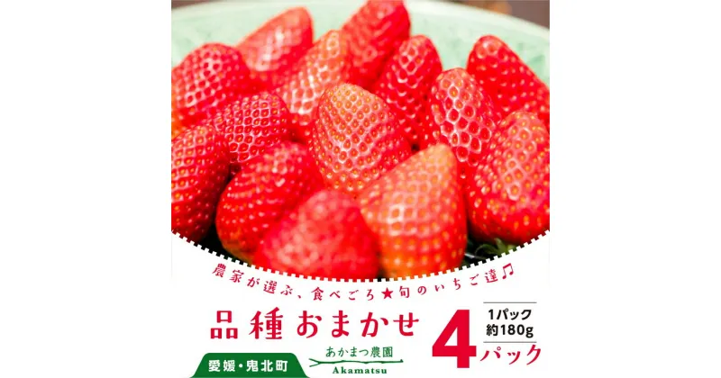 【ふるさと納税】いちご 品種おまかせ 4パックあかまつ農園 ＜苺 いちご イチゴ果物 フルーツ 農家直送 レッドパール 紅い雫 紅ほっぺ おまかせ 贈り物 ギフト＞　※2025年2月中旬～3月中旬頃に順次発送予定