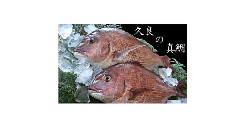 【ふるさと納税】 久良のまだい 2尾 【魚貝類・魚介類・真鯛・タイ】 お届け：12月1日_2月28日