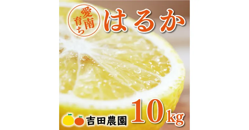 【ふるさと納税】 先行予約 はるか 10kg 15000円 みかん 国産 産地直送 農家直送 期間限定 数量限定 愛南町 愛媛県 吉田農園