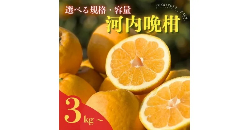 【ふるさと納税】 【高評価★4.66】 10日以内発送 選べる容量 河内晩柑 訳あり 正品 贈答【発送期間: 2024年4月10日～ なくなり次第終了】生成り熟成 樹齢25年以上 柑橘 みかん 愛南ゴールド サイズミックス 規格外 吉本農園 (クラウドファンディング対象)