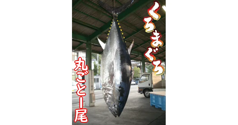 【ふるさと納税】 久良のクロマグロ 丸ごと1尾！ 100万円 魚 マグロ 鮪 お届け：通年（発送日は要相談）