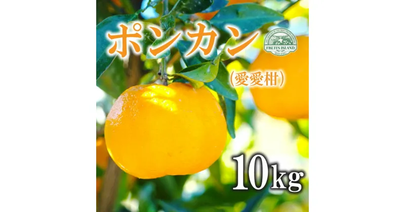 【ふるさと納税】 先行予約 ポンカン 約10kg 愛愛柑 15000円 みかん 蜜柑 オレンジ 温州みかん 文旦 河内晩柑 デコポン 不知火 紅まどんな 果物 くだもの 果実 柑橘 フルーツ ゼリー ジュース 甘い ジューシー ビタミン 美容 健康 ブランド 国産 産直 糖度 愛媛県 愛南町