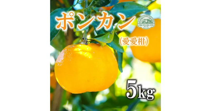 【ふるさと納税】 先行予約 ポンカン 約5kg 愛愛柑 10000円 みかん 蜜柑 オレンジ 温州みかん 文旦 河内晩柑 デコポン 不知火 レモン 果物 くだもの 果実 柑橘 フルーツ ゼリー ジュース 甘い ジューシー ビタミン 美容 健康 ブランド 国産 産直 糖度 愛媛県 愛南町