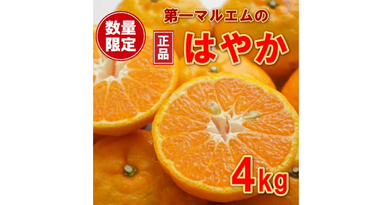 【ふるさと納税】 数量限定 先行予約 早香 はやか 秀品 4kg 第一マルエム 柑橘 フルーツ 愛媛みかん ポンカン 文旦 河内晩柑 温州みかん ブラッド オレンジ ネーブル せとか なつみ 蜜柑 みかん 檸檬 果物 果実 ジューシー 甘い 愛媛県 愛南町 発送期間:12月中旬～1月上旬