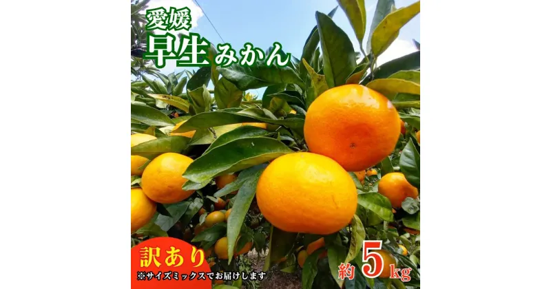 【ふるさと納税】訳あり 愛媛みかん 早生みかん 5kg 蜜柑 みかん 温州みかん 早生 愛媛みかん オレンジ 果物 フルーツ 柑橘 人気 サイズ 不揃い サイズミックス 愛媛県 愛南町青果市場 発送期間：2024年11月初旬～11月末(なくなり次第終了)