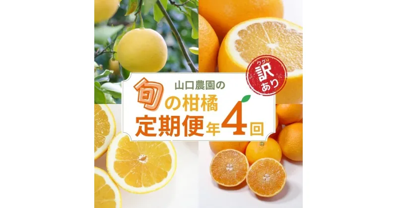 【ふるさと納税】 【 訳あり 】 季節の柑橘定期便 年4回 山口農園 文旦 甘夏 河内晩柑 まどんな 4ヶ月 みかん フルーツ 愛南ゴールド 柑橘 定期便 愛媛県 愛南町 愛媛 愛南