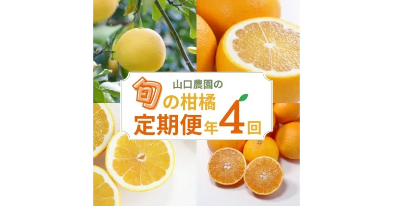 【ふるさと納税】 季節の柑橘定期便 年4回 山口農園 文旦 甘夏 河内晩柑 まどんな 4ヶ月 みかん フルーツ 愛南ゴールド 柑橘 定期便 愛媛県 愛南町 愛媛 愛南