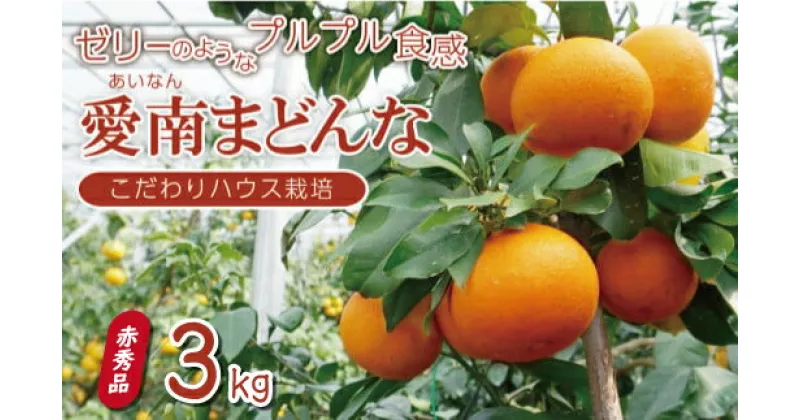 【ふるさと納税】 先行予約 贈答用 愛南 まどんな 3kg 赤秀品 みかん 20000円 愛果28号 紅まどんな 同品種 あいか アイカ 高級 人気 柑橘 果物 フルーツ ハウス栽培 ギフト プレゼント 数量限定 期間限定 国産 mikan 蜜柑 ミカン マドンナ 甘い 愛南町 愛媛県 果樹園みどり