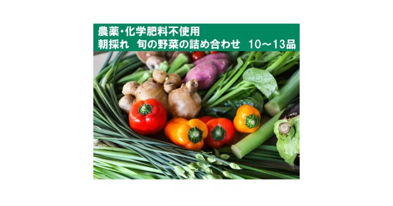 【ふるさと納税】土佐の太陽をいっぱいに浴びた旬の野菜セット「大」【土佐野菜】[ATBA002]