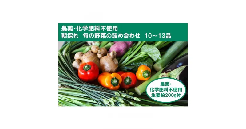 【ふるさと納税】土佐の太陽をいっぱいに浴びた旬の野菜生姜約200gのセット「大」【土佐野菜】[ATBA004]