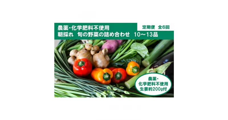 【ふるさと納税】【全6回定期便】 土佐の太陽をいっぱいに浴びた旬の野菜と生姜約200gのセット「大」 (6回配送)【土佐野菜】[ATBA015]