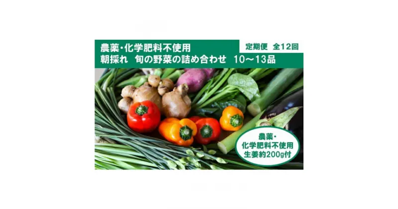 【ふるさと納税】【全12回定期便】土佐の太陽をいっぱいに浴びた旬の野菜生姜約200gのセット「大」 (12回配送)【土佐野菜】[ATBA016]