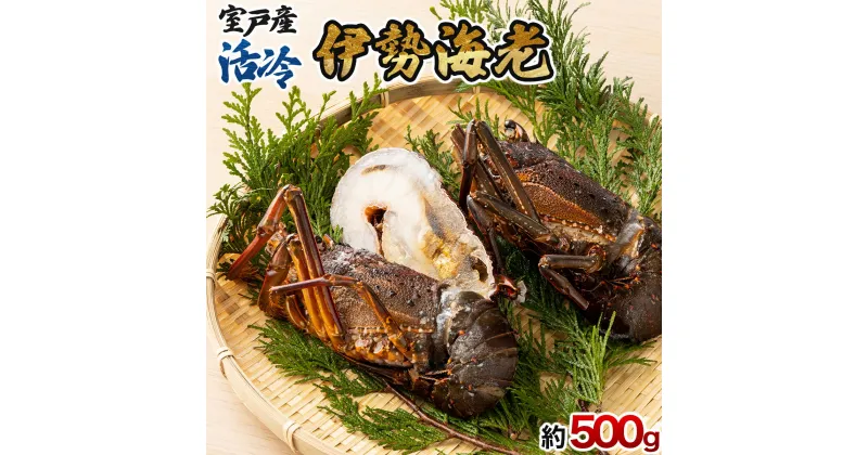 【ふるさと納税】室戸産 活冷 伊勢海老 2〜3尾 合計約500g 冷凍 海鮮 魚介類 旬 期間限定 お刺身 惣菜 国産 訳あり コロナ 緊急 送料無料 tk009