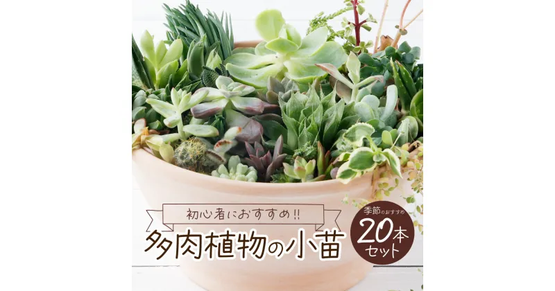 【ふるさと納税】多肉植物の小苗20本セット（20種類アソート）8000円 可愛い ミニサイズ 人気 オススメ 趣味 インテリア ナチュラル 自然 風水 緑 かわいい 初心者 おすすめ 送料無料 sh003