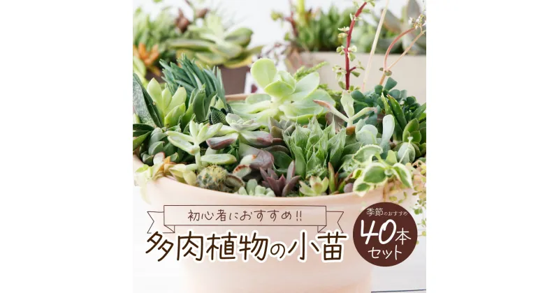 【ふるさと納税】多肉植物の小苗40本セット（40種類アソート）可愛い ミニサイズ 人気 オススメ 趣味 インテリア ナチュラル 自然 風水 緑 かわいい 初心者 おすすめ 12000円 送料無料 sh004