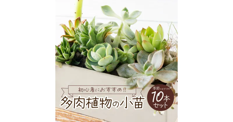 【ふるさと納税】【初心者におすすめ】多肉植物の小苗10本セット（10種類アソート） 5000円 可愛い ミニサイズ 人気 オススメ 趣味 インテリア ナチュラル 自然 風水 緑 かわいい 初心者 おすすめ 送料無料