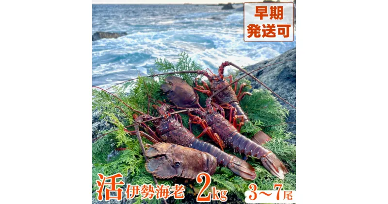 【ふるさと納税】【天然】活伊勢海老2kgお刺身 お鍋 しゃぶしゃぶ 天然 国産 魚介 海鮮 惣菜 送料無料 be003