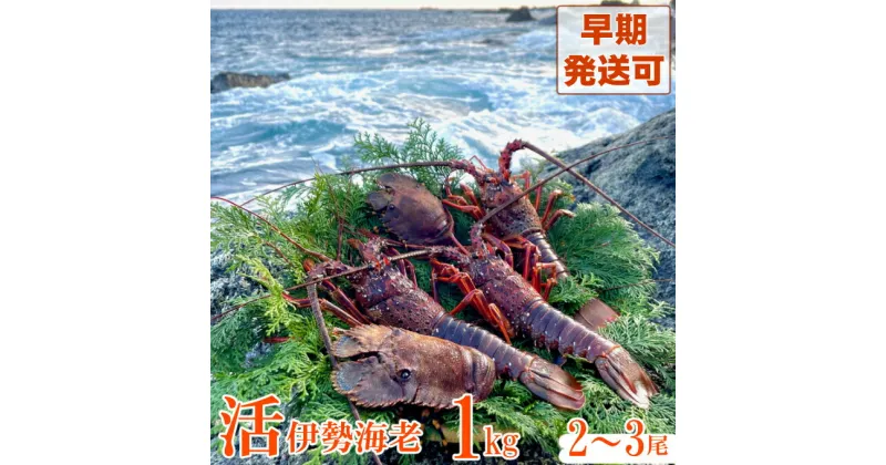 【ふるさと納税】【天然】活伊勢海老1kg お鍋 しゃぶしゃぶ 天然 国産 魚介 海鮮 惣菜 送料無料 be002