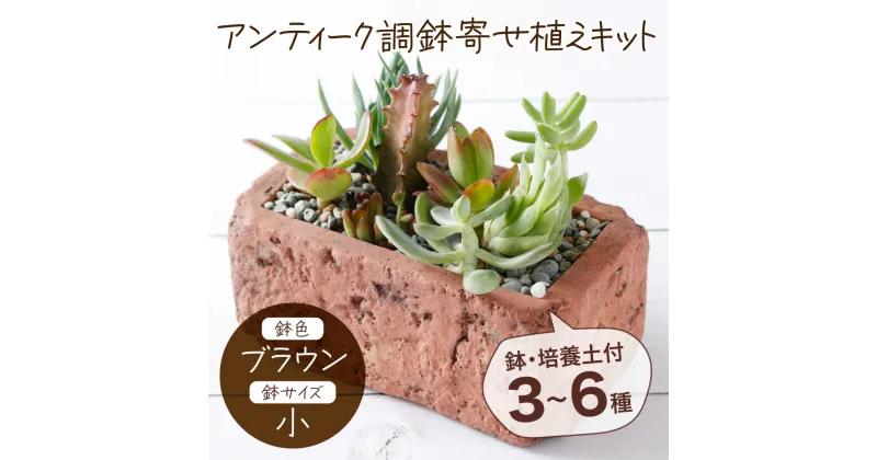 【ふるさと納税】サボテン多肉植物の「アンティーク調鉢寄せ植えキット」（鉢色・ブラウン、鉢サイズ・小） 寄せ植え説明書付 キット 初心者 おすすめ sh006