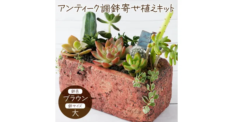 【ふるさと納税】サボテン多肉植物の「アンティーク調鉢寄せ植えキット」（鉢色・ブラウン、鉢サイズ・大） 寄せ植え説明書付 キット 初心者 おすすめ sh007