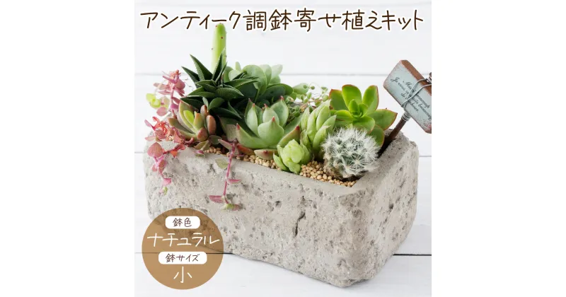 【ふるさと納税】サボテン多肉植物の「アンティーク調鉢寄せ植えキット」（鉢色・ナチュラル、鉢サイズ・小） 寄せ植え説明書付 キット 初心者 おすすめ sh008