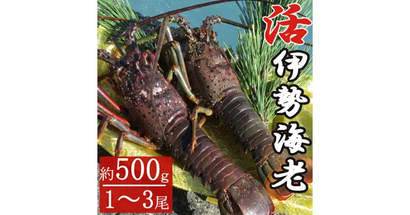 【ふるさと納税】【漁師直送】室戸沖（活）伊勢海老　0．5kg　1〜3尾 〈お刺身・お鍋などにおすすめ〉 天然 国産 魚介 海鮮 惣菜 送料無料