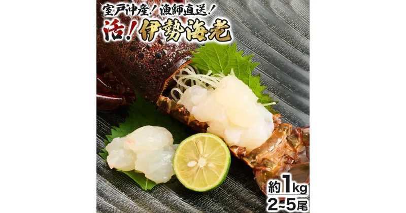 【ふるさと納税】【漁師直送】室戸沖（活）伊勢海老　1kg　2〜5尾 〈お刺身・お鍋などにおすすめ〉 天然 国産 魚介 海鮮 惣菜 送料無料