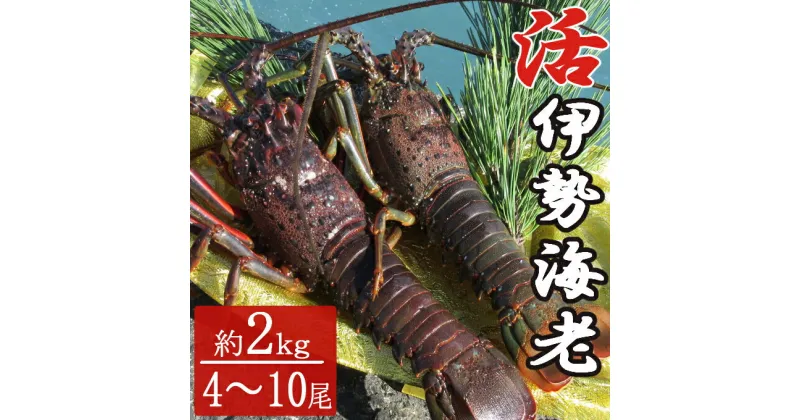 【ふるさと納税】【漁師直送】室戸沖（活）伊勢海老　2kg　4〜10尾 〈お刺身・お鍋などにおすすめ〉 天然 国産 魚介 海鮮 惣菜 送料無料