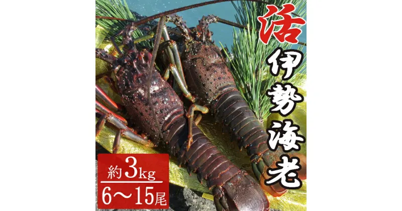 【ふるさと納税】【漁師直送】室戸沖（活）伊勢海老　3kg　6〜15尾 〈お刺身・お鍋などにおすすめ〉 天然 国産 魚介 海鮮 惣菜 送料無料