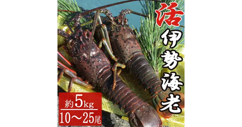 【ふるさと納税】【漁師直送】室戸沖（活）伊勢海老　5kg　10〜25尾 〈お刺身・お鍋などにおすすめ〉 天然 国産 魚介 海鮮 惣菜 送料無料