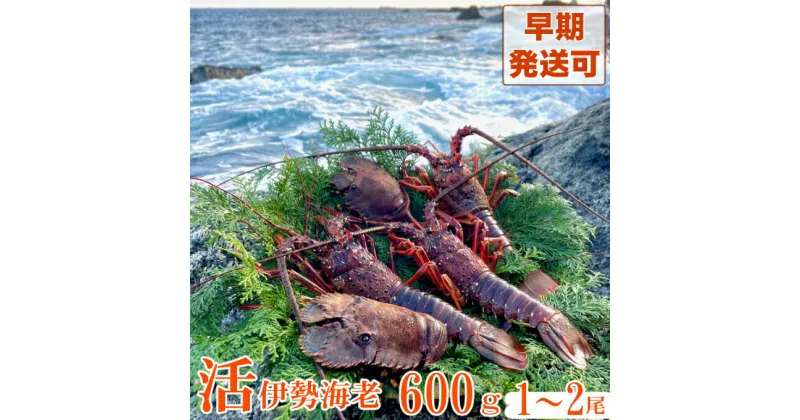 【ふるさと納税】【天然】活伊勢海老600g お刺身 お鍋 しゃぶしゃぶ 天然 国産 魚介 海鮮 惣菜 送料無料 be001