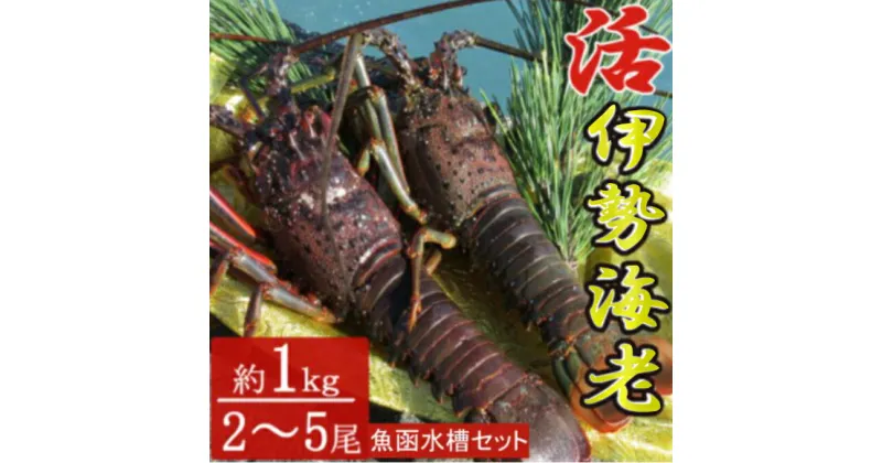 【ふるさと納税】【漁師直送】室戸沖（活）伊勢海老　1kg（2〜5尾）魚函水槽セット〈お刺身・お鍋などにおすすめ〉 天然 国産 魚介 海鮮 惣菜 送料無料