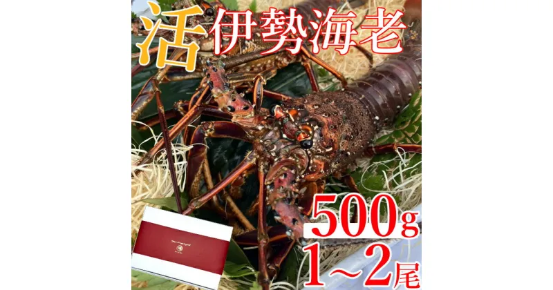 【ふるさと納税】室戸市産活伊勢海老　500g　レシピ、軍手、キッチンバサミ付き お刺身 お鍋 しゃぶしゃぶ 天然 国産 魚介 海鮮 惣菜 送料無料 hk001