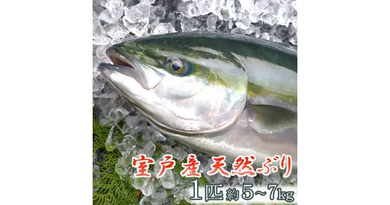 【ふるさと納税】室戸産天然ぶりまるごと1匹（5kg〜）下処理不可 天然 ブリ 鰤 海鮮 魚介類 国産 送料無料 ry022