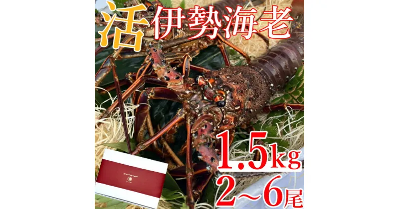 【ふるさと納税】室戸市産活伊勢海老　1.5kg　レシピ、軍手、キッチンバサミ付き お刺身 お鍋 しゃぶしゃぶ 天然 国産 魚介 海鮮 惣菜 送料無料 hk010