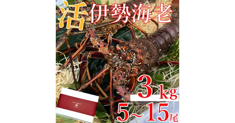 【ふるさと納税】室戸市産活伊勢海老　3kg　レシピ、軍手、キッチンバサミ付き お刺身 お鍋 しゃぶしゃぶ 天然 国産 魚介 海鮮 惣菜 送料無料 hk007