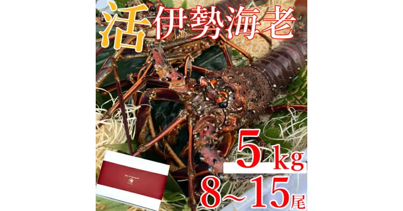 【ふるさと納税】室戸市産活伊勢海老　5kg　レシピ、軍手、キッチンバサミ付き お刺身 お鍋 しゃぶしゃぶ 天然 国産 魚介 海鮮 惣菜 送料無料 hk008