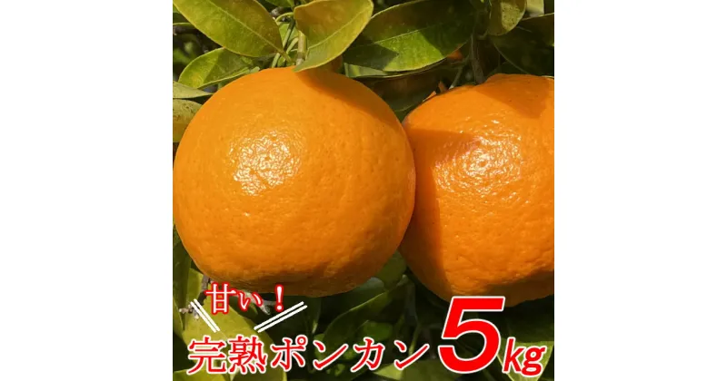 【ふるさと納税】先行予約 越年完熟 室戸ポンカン ぽんかん 約5kg 40個前後 柑橘 みかん ミカン 果物 フルーツ 送料無料 ＜1月下旬からお届け＞ sa002