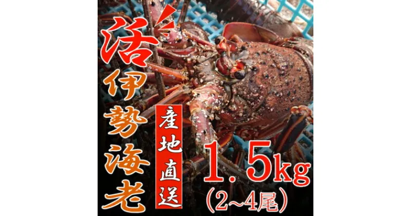 【ふるさと納税】【捌き方レシピ・軍手付き】活きイセエビ漁師直送！！1.5kg（2〜4尾、3〜4人前） お刺身 お鍋 しゃぶしゃぶ 天然 国産 魚介 1500g 海鮮 イセエビ 海老 エビ 惣菜 伊勢エビ おせち 送料無料