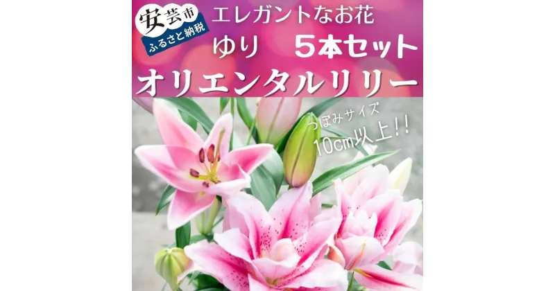 【ふるさと納税】ユリ（オリエンタルリリー）5本セット　高知県安芸市「福田園芸」　ゆり　オリエンタル・ハイブリット　大輪で香りが良く、ユリの王様、女王と呼ばれています　ギフトにもおすすめ　プレゼント　送料無料