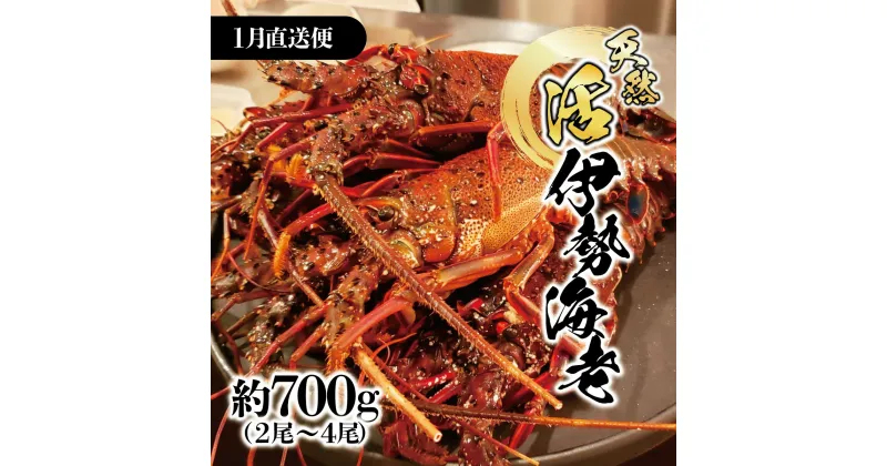 【ふるさと納税】1月直送便 土佐獲れ 活伊勢海老 約700g（2尾～4尾） 天然 エビ　えび 伊勢エビ 海鮮 お刺身 刺し身 丸焼き しゃぶしゃぶ 故郷納税 ふるさとのうぜい 返礼品 高知県 高知 23000円