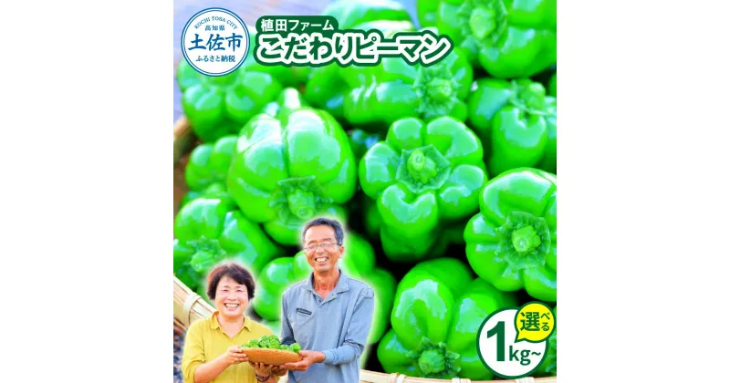 【ふるさと納税】高知県産 植田ファームのこだわりピーマン 1~3kg ピーマン 新鮮野菜 サラダ 野菜 おかず 詰め合わせ 絶品 お取り寄せ 美味しい 料理 おうちごはん 新鮮 大容量 消費 国産 日本産 ふるさと納税 故郷納税 ふるさとのうぜい 返礼品 高知県 高知 5000円から