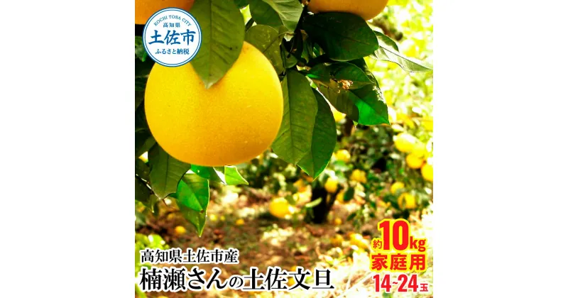 【ふるさと納税】高知県土佐市産 楠瀬さんの土佐文旦 家庭用 約10kg 期間限定 高知 土佐 文旦 ぶんたん ブンタン 柑橘 みかん 果物 10キロ L～4Lサイズ 14～24玉 フルーツ 旬 不揃い ご自宅用 お取り寄せ 常温 高知県 土佐市 ふるさとのうぜい 故郷納税 返礼品