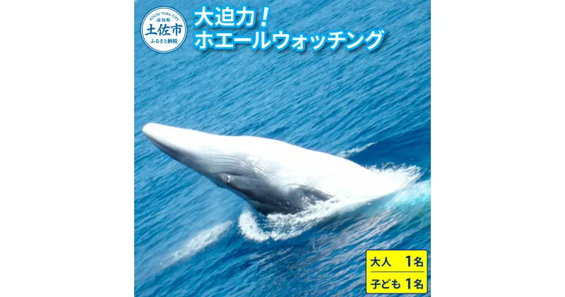 【ふるさと納税】ホエールウォッチング 大人1名と子供1名分相当 11000円分クーポン レジャー 体験型 アクティビティ ウォッチング 観察 旅行 観光 遊ぶ クジラ くじら 鯨 イルカ 船 ボート 土佐湾 海 動物 自然 親子 家族 返礼品 高知県 土佐市