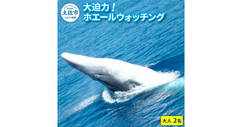 【ふるさと納税】ホエールウォッチング 大人2名分相当 14000円分クーポン レジャー 体験型 アクティビティ ウォッチング 観察 旅行 観光 遊ぶ クジラ くじら 鯨 イルカ 船 ボート 土佐湾 海 動物 自然 夫婦 カップル ふるさとのうぜい 返礼品 高知県 土佐市