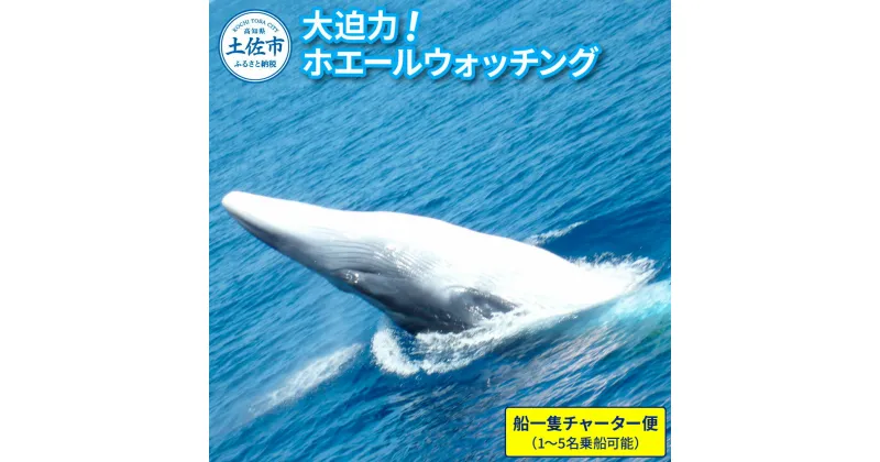 【ふるさと納税】ホエールウォッチング 船一隻チャーター便相当 1～5名分 40000円分 チャーター便 貸し切り レジャー 体験型 アクティビティ ウォッチング 旅行 観光 遊ぶ クジラ くじら 鯨 イルカ 土佐湾 海 動物 自然 親子 故郷納税 ふるさとのうぜい 返礼品 高知県 土佐市